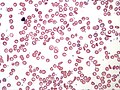 Thumbnail for version as of 12:21, 20 March 2014