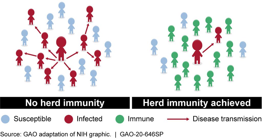 herd immunity graphic showing the difference between disease transmission when there is herd immunity versus without it