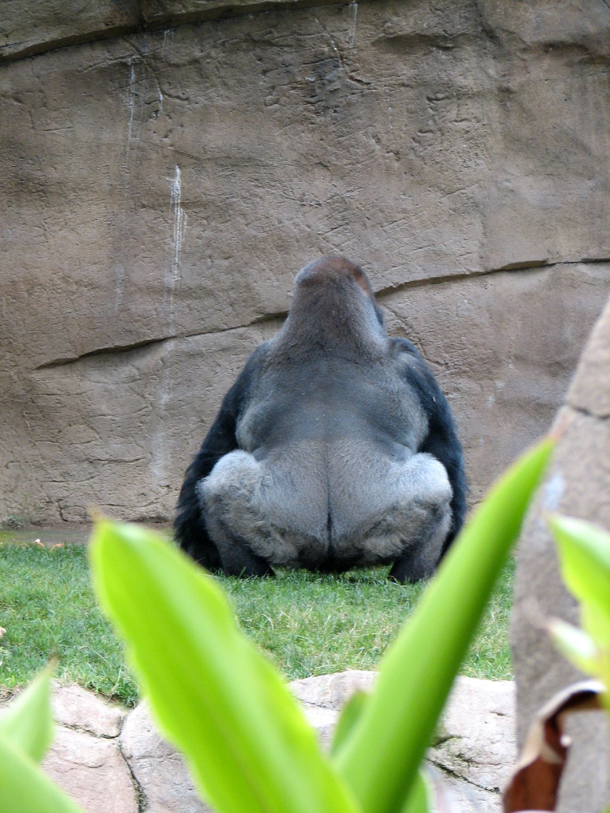 gorilla butt gorilla butt