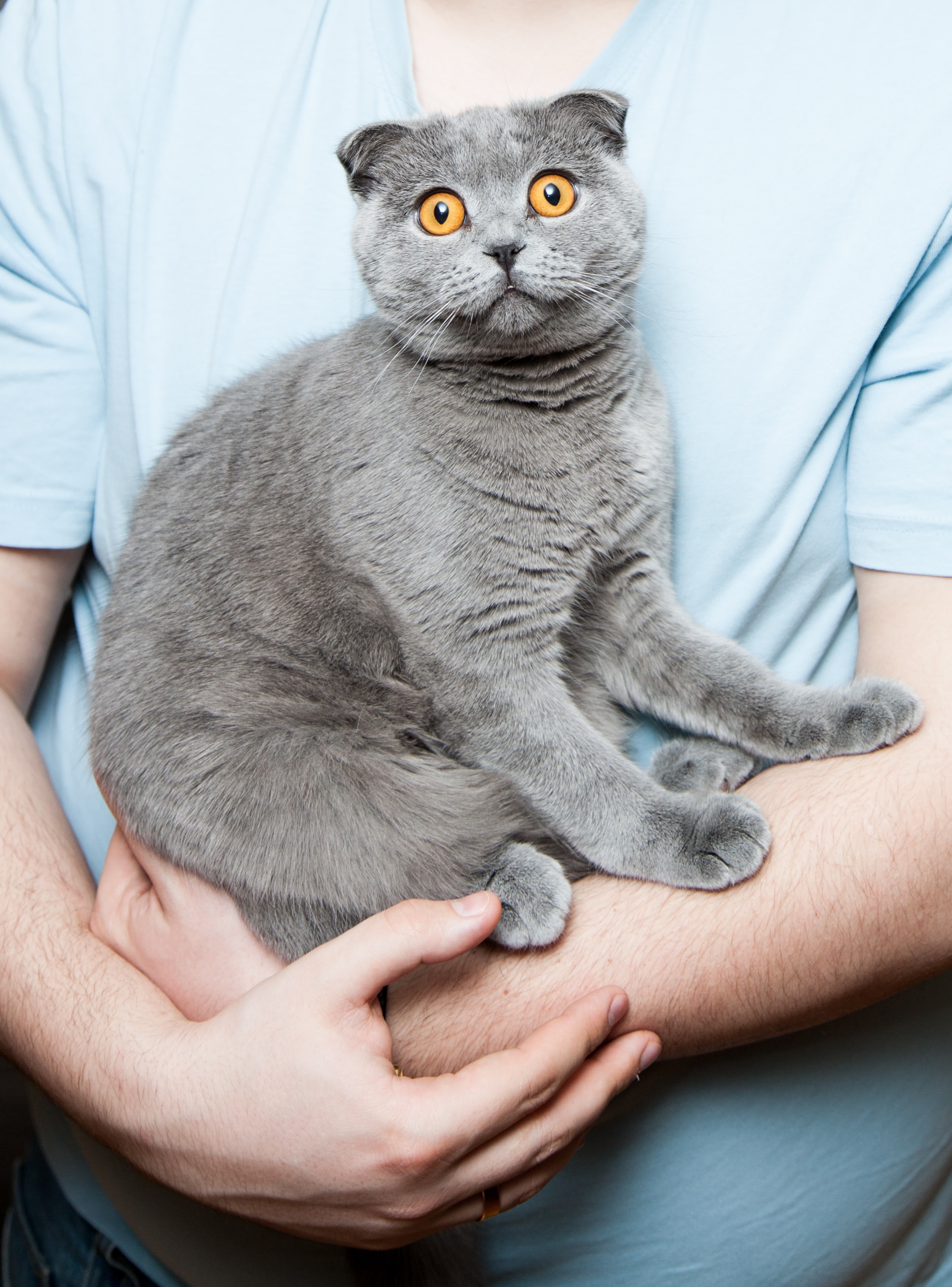 Startled cat