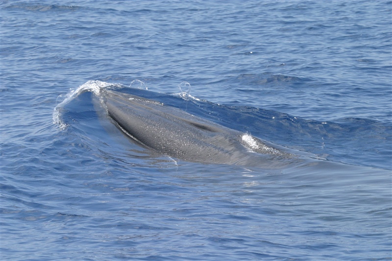 Rice's whale coming up to the surface for a breather