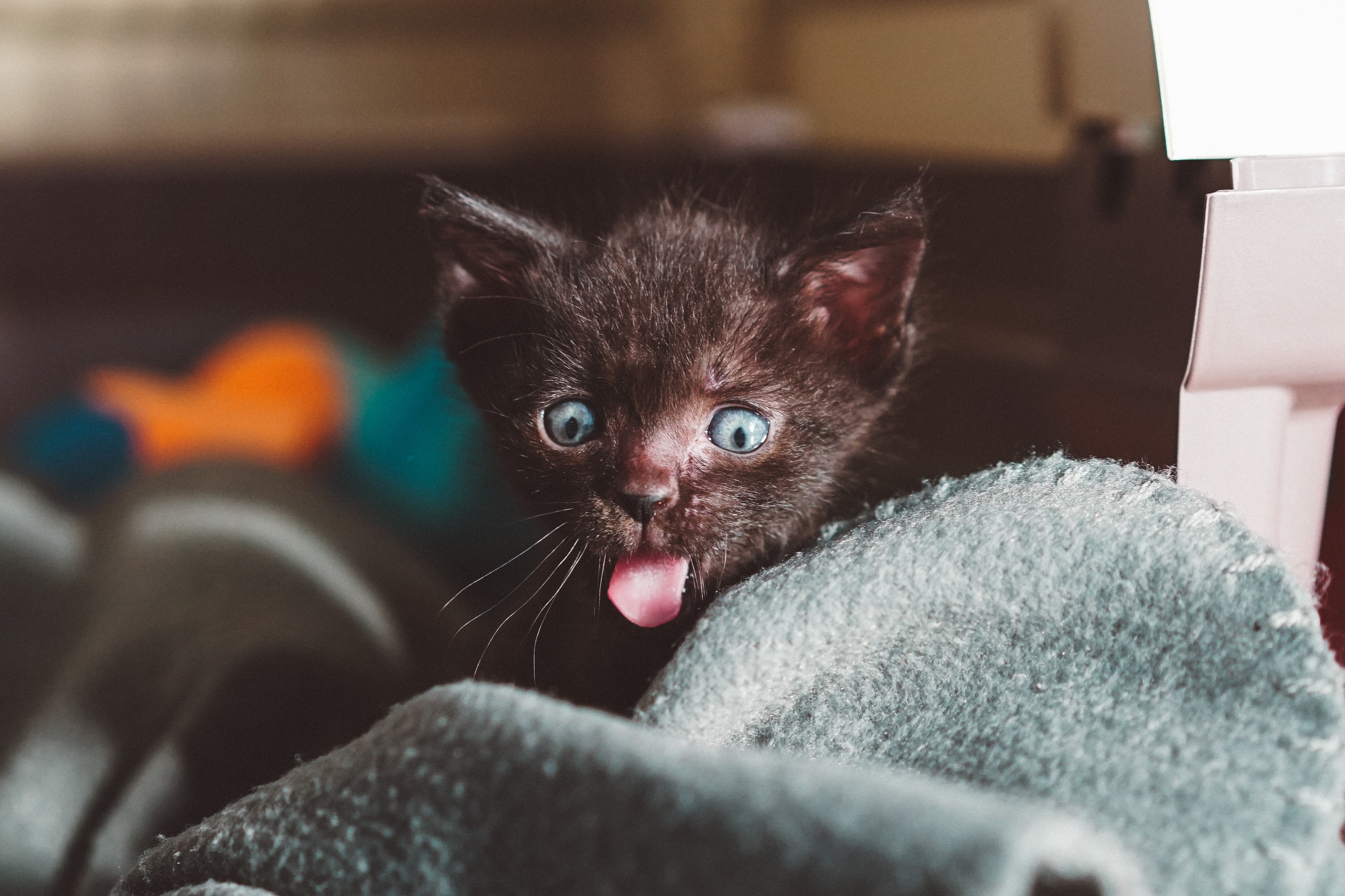 Cat sticking out tongue
