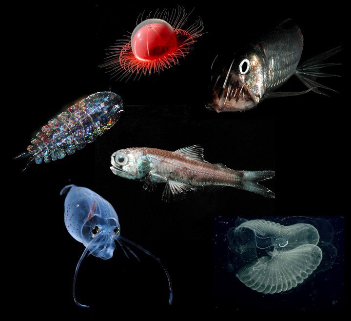 Organisms of the mesopelagic zone, including a viperfish, a copepod, a squid, a lanternfish, a jellyfish, and tunicates. Organisms of the mesopelagic zone, including a viperfish, a copepod, a squid, a lanternfish, a jellyfish, and tunicates.