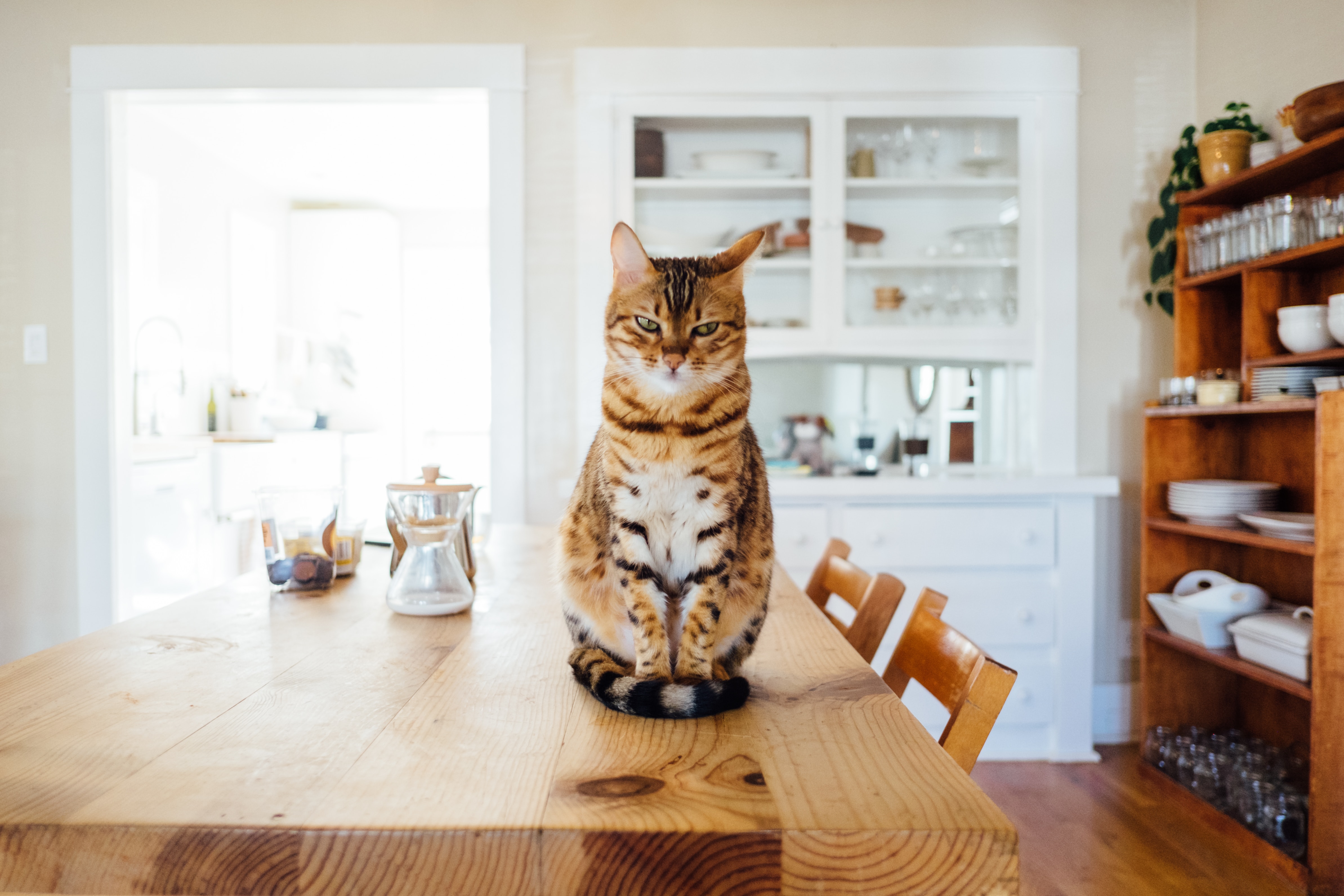Kitchen cat cat sitting on a table