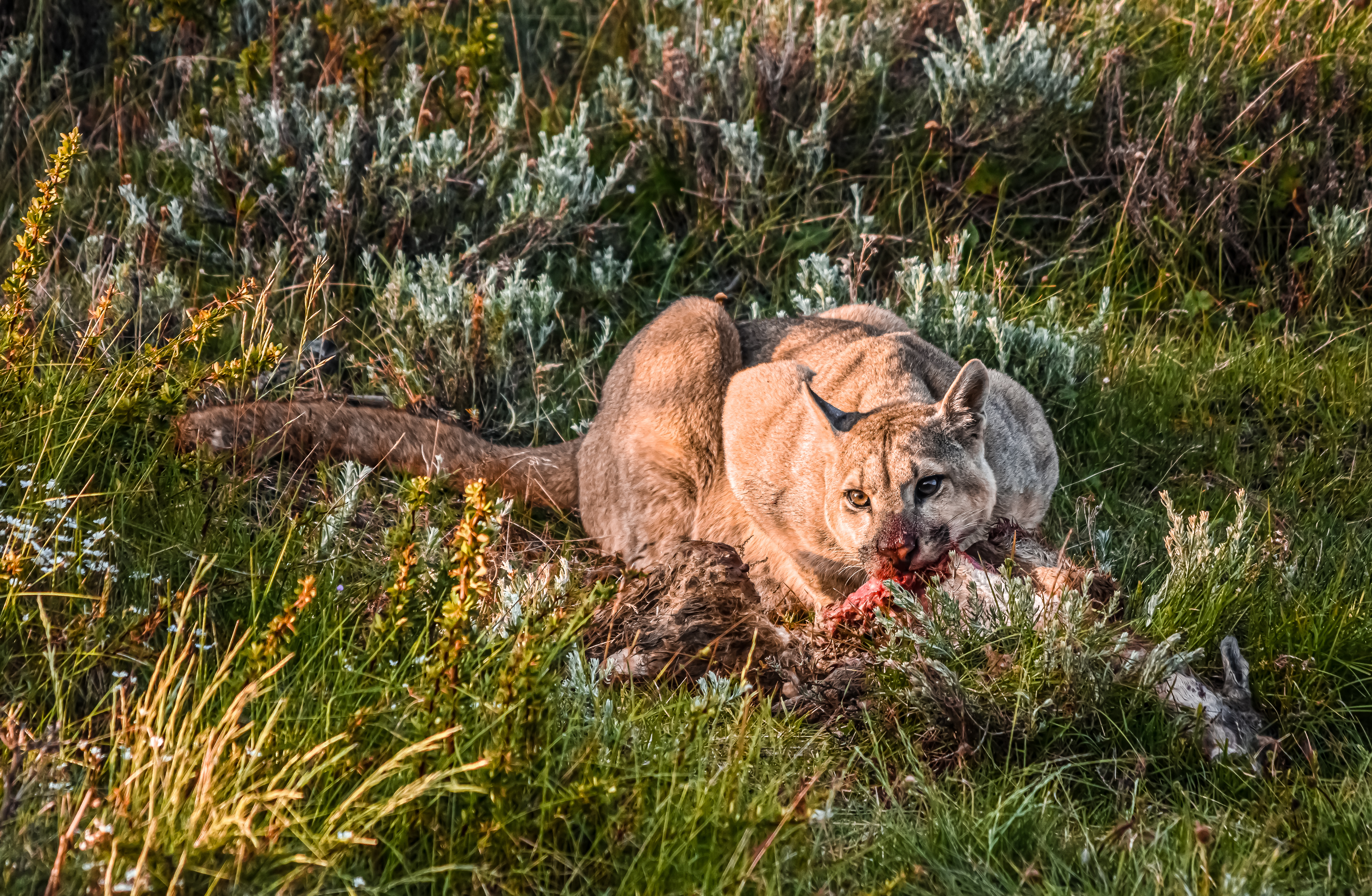 A puma feasting on a carcass in Torres del Paine Chile A puma feasting on a carcass in Torres del Paine Chile