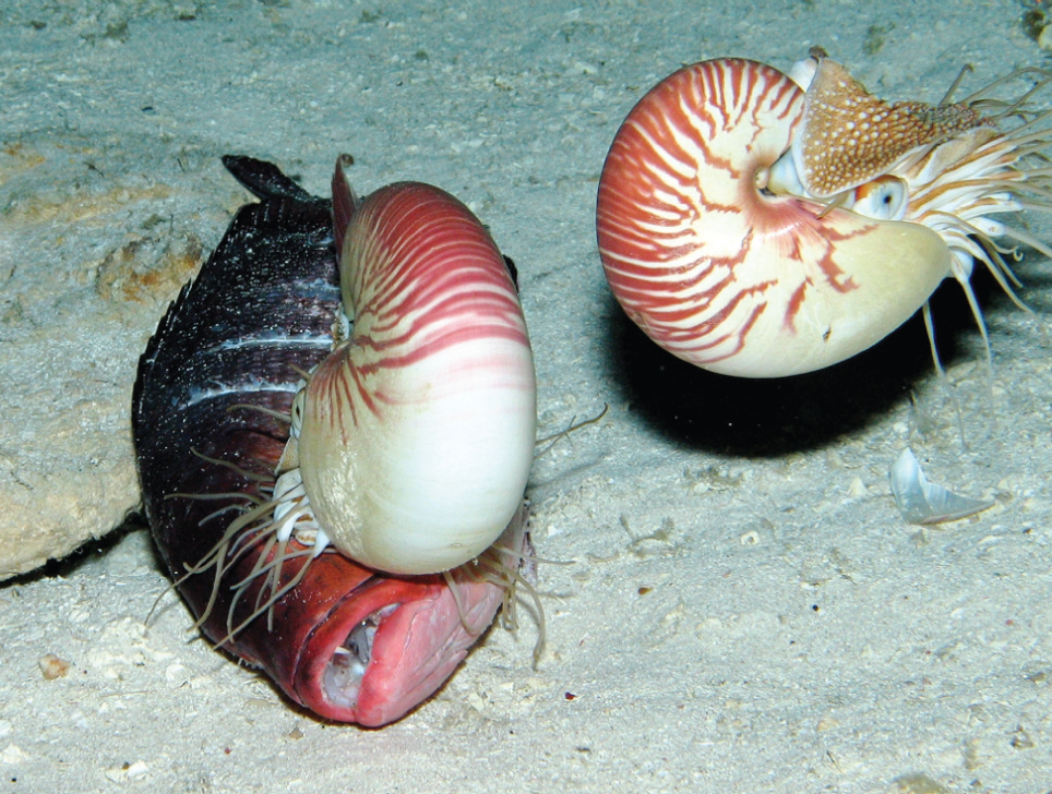 A pair of Nautilus pompilius feed on red bass bait deposited by an ROV on the sea floor, 703 m below the surface A pair of Nautilus pompilius feed on red bass bait deposited by an ROV on the sea floor, 703 m below the surface